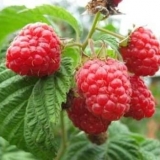 Raspberry freemen
